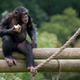 Illustration for article titled New York Court Says Chimps Aren’t People—But a Judge Is Not Happy About It